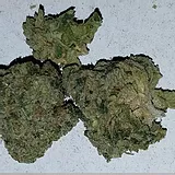 ATLANTA God's Gift