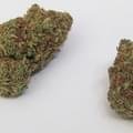 Tangie x clementine